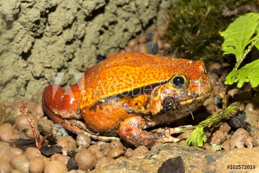 Picture of False tomato frog Dyscophus guyneti